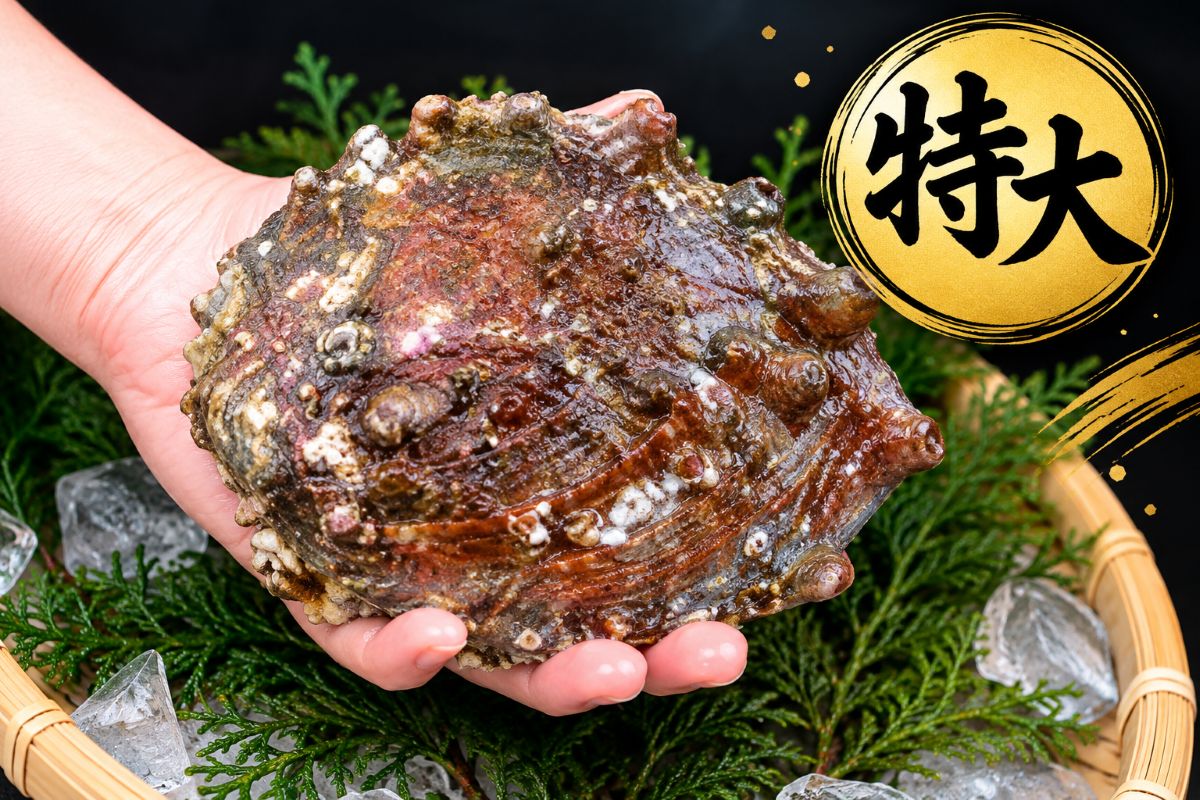 あわび 特大サイズ参考